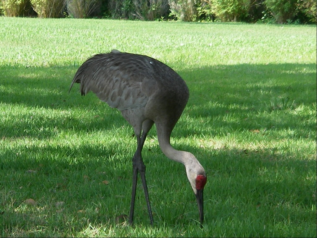 Compass Bay Kissimmee Grounds