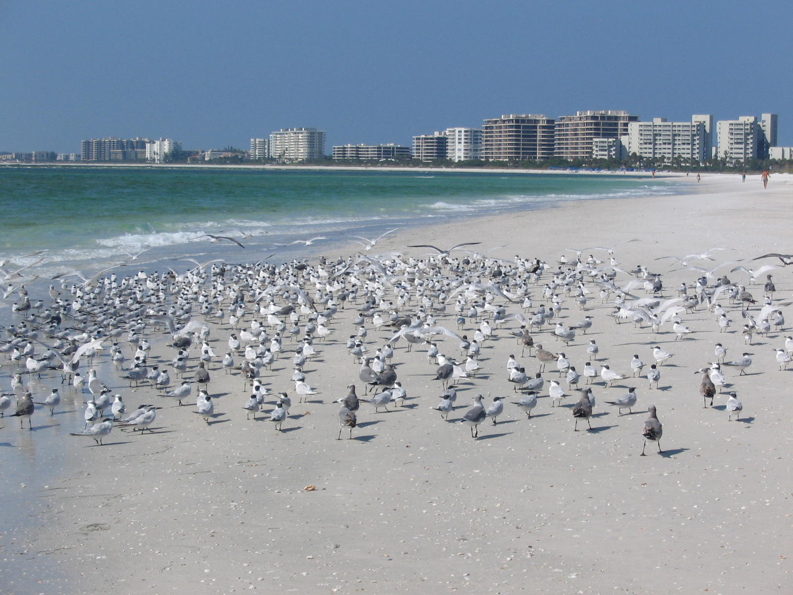 Florida's Gulf Coast - Sarasota Area